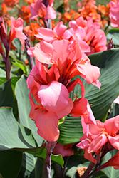 Toucan Coral Canna (Canna 'Toucan Coral') at Lakeshore Garden Centres