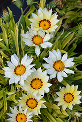 New Day White Gazania (Gazania 'PAS883194') at Lakeshore Garden Centres