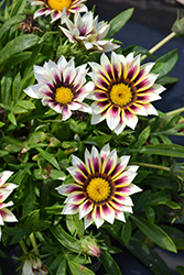 New Day Rose Stripe Gazania (Gazania 'PAS883192') at Lakeshore Garden Centres