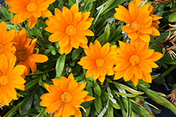 New Day Clear Orange Gazania (Gazania 'New Day Clear Orange') at Lakeshore Garden Centres