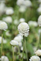 Ping Pong White Globe Amaranth (Gomphrena globosa 'Ping Pong White') at Lakeshore Garden Centres