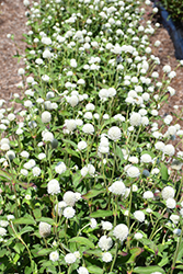 Ping Pong White Globe Amaranth (Gomphrena globosa 'Ping Pong White') at Lakeshore Garden Centres