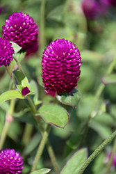 Ping Pong Purple Globe Amaranth (Gomphrena globosa 'Ping Pong Purple') at Lakeshore Garden Centres