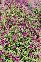 Ping Pong Purple Globe Amaranth (Gomphrena globosa 'Ping Pong Purple') at Lakeshore Garden Centres