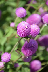 Ping Pong Lavender Globe Amaranth (Gomphrena globosa 'Ping Pong Lavender') at Lakeshore Garden Centres