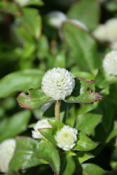 Gnome White Gomphrena (Gomphrena globosa 'Gnome White') at Lakeshore Garden Centres