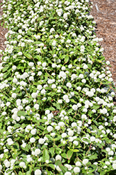 Gnome White Gomphrena (Gomphrena globosa 'Gnome White') at Lakeshore Garden Centres