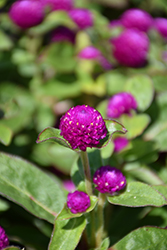 Gnome Purple Gomphrena (Gomphrena globosa 'Gnome Purple') at Lakeshore Garden Centres