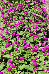 Gnome Purple Gomphrena (Gomphrena globosa 'Gnome Purple') at Lakeshore Garden Centres