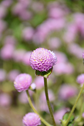 Gnome Pink Gomphrena (Gomphrena globosa 'Gnome Pink') at Lakeshore Garden Centres