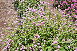 Gnome Pink Gomphrena (Gomphrena globosa 'Gnome Pink') at Lakeshore Garden Centres
