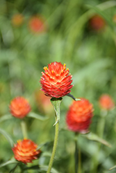 Qis Orange Gomphrena (Gomphrena haageana 'Qis Orange') at Lakeshore Garden Centres