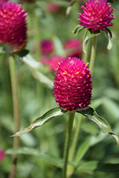 Qis Carmine Gomphrena (Gomphrena haageana 'Qis Carmine') at Lakeshore Garden Centres