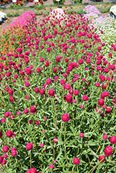Qis Carmine Gomphrena (Gomphrena haageana 'Qis Carmine') at Lakeshore Garden Centres