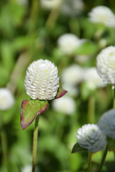 Las Vegas White Gomphrena (Gomphrena globosa 'Las Vegas White') at Lakeshore Garden Centres