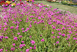 Fireworks Gomphrena (Gomphrena pulchella 'Fireworks') at Lakeshore Garden Centres
