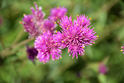 Fireworks Gomphrena (Gomphrena pulchella 'Fireworks') at Lakeshore Garden Centres