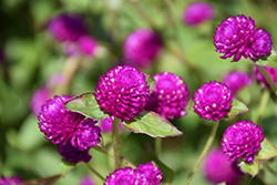 Las Vegas Purple Gomphrena (Gomphrena globosa 'Las Vegas Purple') at Lakeshore Garden Centres