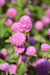 Las Vegas Pink Gomphrena (Gomphrena globosa 'Las Vegas Pink') at Lakeshore Garden Centres