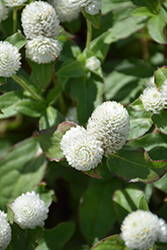 Buddy White Globe Amaranth (Gomphrena globosa 'Buddy White') at Lakeshore Garden Centres