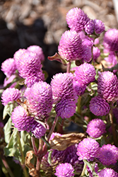 Buddy Rose Globe Amaranth (Gomphrena globosa 'Buddy Rose') at Lakeshore Garden Centres