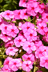 Gisele Pink Phlox (Phlox 'KAZI14750') at Lakeshore Garden Centres
