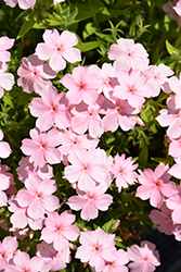 Gisele Light Pink Phlox (Phlox 'KAZI15789') at Lakeshore Garden Centres