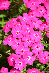 Gisele Hot Pink Phlox (Phlox 'KAZI14826') at Lakeshore Garden Centres