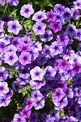 Intensia Blueberry Annual Phlox (Phlox 'Intensia Blueberry') at Lakeshore Garden Centres