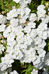 Phloxy Lady White Annual Phlox (Phlox 'Phloxy Lady White') at Lakeshore Garden Centres