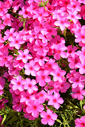 Phloxy Lady Hot Pink Annual Phlox (Phlox 'Phloxy Lady Hot Pink') at Lakeshore Garden Centres