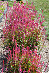Kelos Atomic Celosia (Celosia 'Kelos Atomic') at Lakeshore Garden Centres