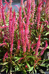 Kelos Atomic Celosia (Celosia 'Kelos Atomic') at Lakeshore Garden Centres