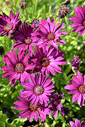 Sunny Hieke African Daisy (Osteospermum 'Sunny Hieke') at Lakeshore Garden Centres