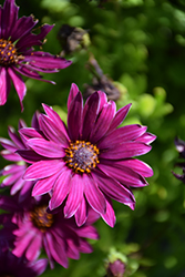 Sunny Hieke African Daisy (Osteospermum 'Sunny Hieke') at Lakeshore Garden Centres