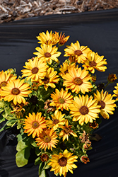 Sunny Hazel African Daisy (Osteospermum 'Sunny Hazel') at Lakeshore Garden Centres