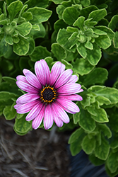 Sunny Haylie African Daisy (Osteospermum 'Sunny Haylie') at Lakeshore Garden Centres
