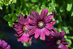 Sunny Gaia African Daisy (Osteospermum 'Sunny Gaia') at Lakeshore Garden Centres