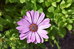 Sunny Diana African Daisy (Osteospermum 'Sunny Diana') at Lakeshore Garden Centres