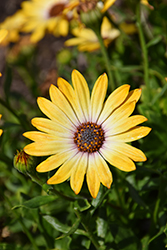 Sunny Amanda African Daisy (Osteospermum 'Sunny Amanda') at Lakeshore Garden Centres