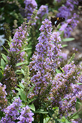 High Five Purple Butterfly Bush (Buddleia 'Podcept1') at Lakeshore Garden Centres