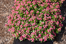 Soiree Kawaii Coral Vinca (Catharanthus roseus 'Soiree Kawaii Coral') at Lakeshore Garden Centres