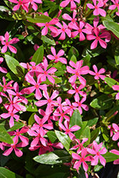 Soiree Kawaii Pink Vinca (Catharanthus roseus 'Soiree Kawaii Pink') at Lakeshore Garden Centres