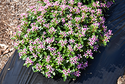 Soiree Kawaii Light Purple Vinca (Catharanthus roseus 'SUNCATFE 291') at Lakeshore Garden Centres