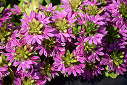 Surdiva Fashion Pink Fan Flower (Scaevola aemula 'Surdiva Fashion Pink') at Lakeshore Garden Centres