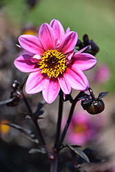 Mystic Dreamer Dahlia (Dahlia 'Mystic Dreamer') at Lakeshore Garden Centres