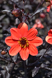 Mystic Enchantment Dahlia (Dahlia 'Another Pet') at Lakeshore Garden Centres