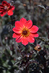 Mystic Sparkler Dahlia (Dahlia 'Mystic Sparkler') at Lakeshore Garden Centres
