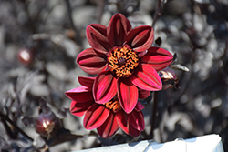 Mystic Wonder Dahlia (Dahlia 'Velvet') at Lakeshore Garden Centres