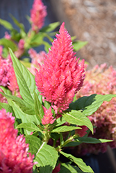 Castle Pink Celosia (Celosia 'Castle Pink') at Lakeshore Garden Centres